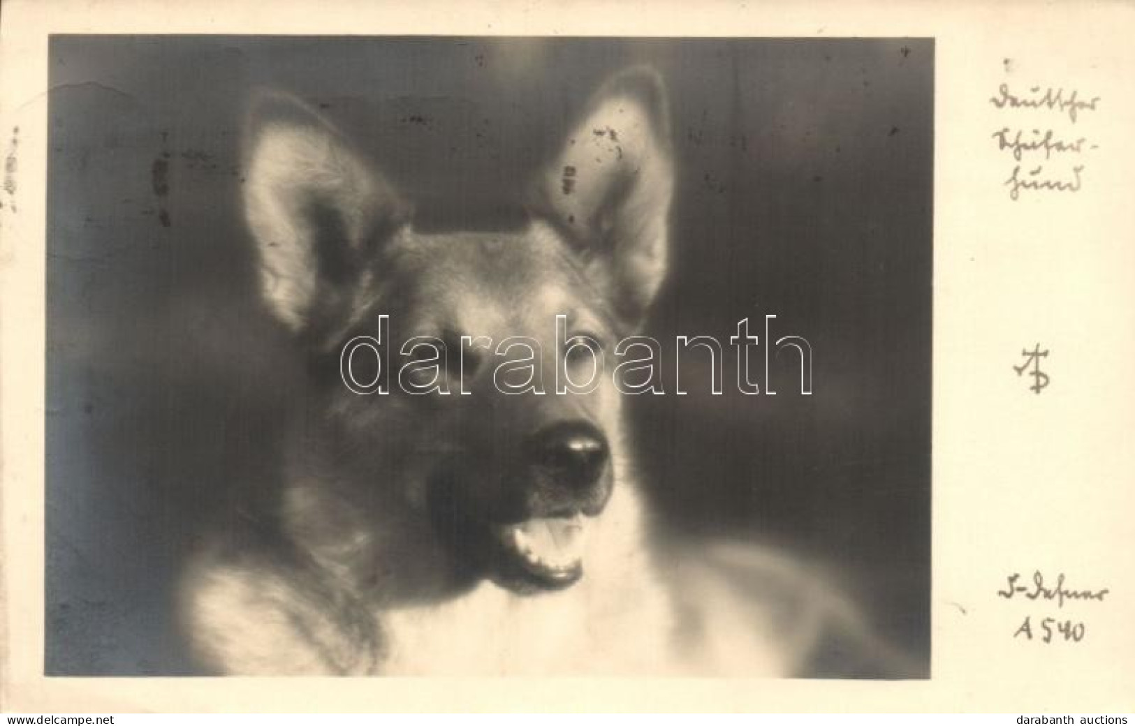 T2 German Shepherd, Dog - Unclassified