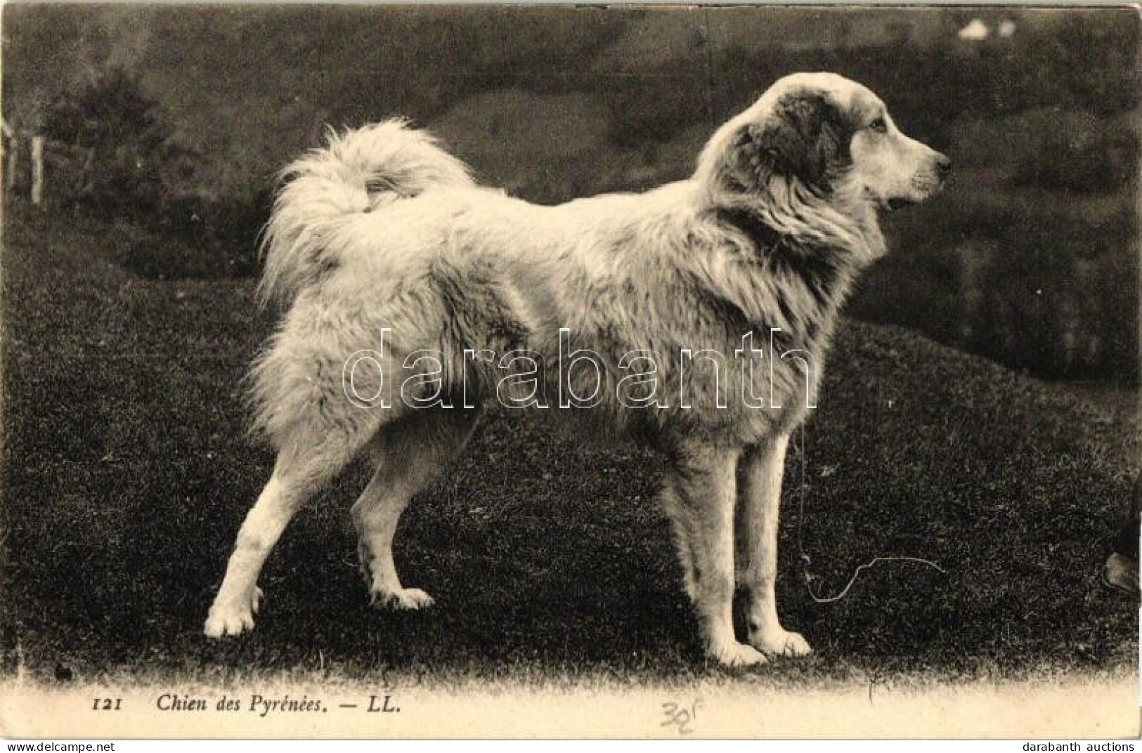 ** T2/T3 'Chien Des Pyrénées' / Dog Of The Pyrenees Mountains (EK) - Unclassified