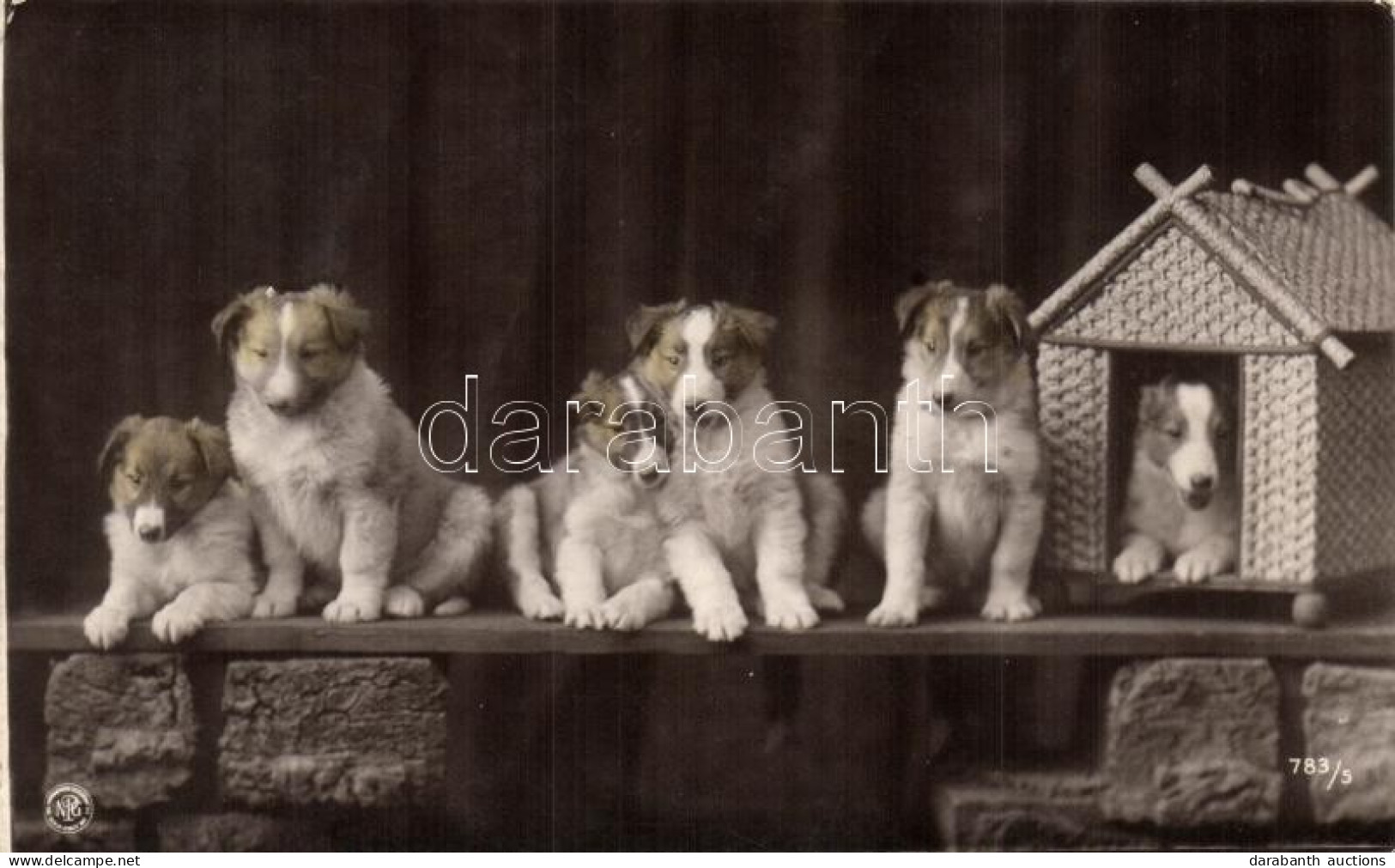 T2 Dog Puppies, N.P.G. No. 783/5 (EK) - Sin Clasificación