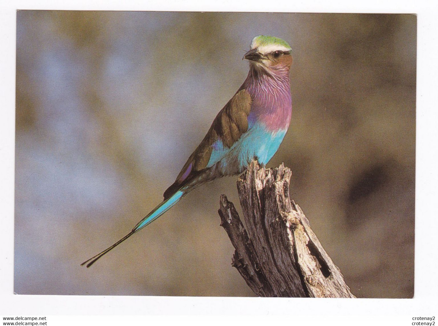 ZAMBIE Magnifique Oiseau Couleurs Superbes LILAC BREASTED ROLLER South Luangwa National Park ZAMBIA - Sambia