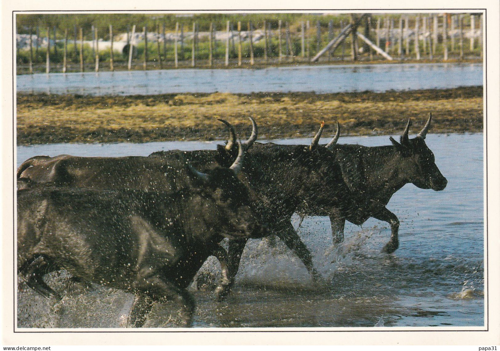 TAUREAUX DE CAMARGUE DANS LES ETANGS - Taureaux