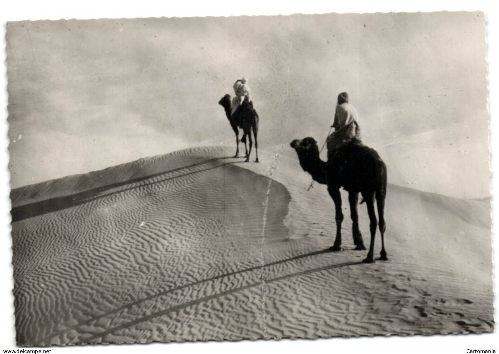 Collection Saharienne - Chameliers Surt La Dune - Westelijke Sahara