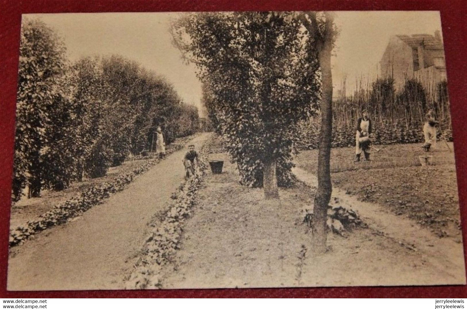 BRUXELLES - WOLUWE St LAMBERT  - Institut Royal Pour Sourds-Muets Et Aveugles - Jardin Potager  - - Gesundheit, Krankenhäuser