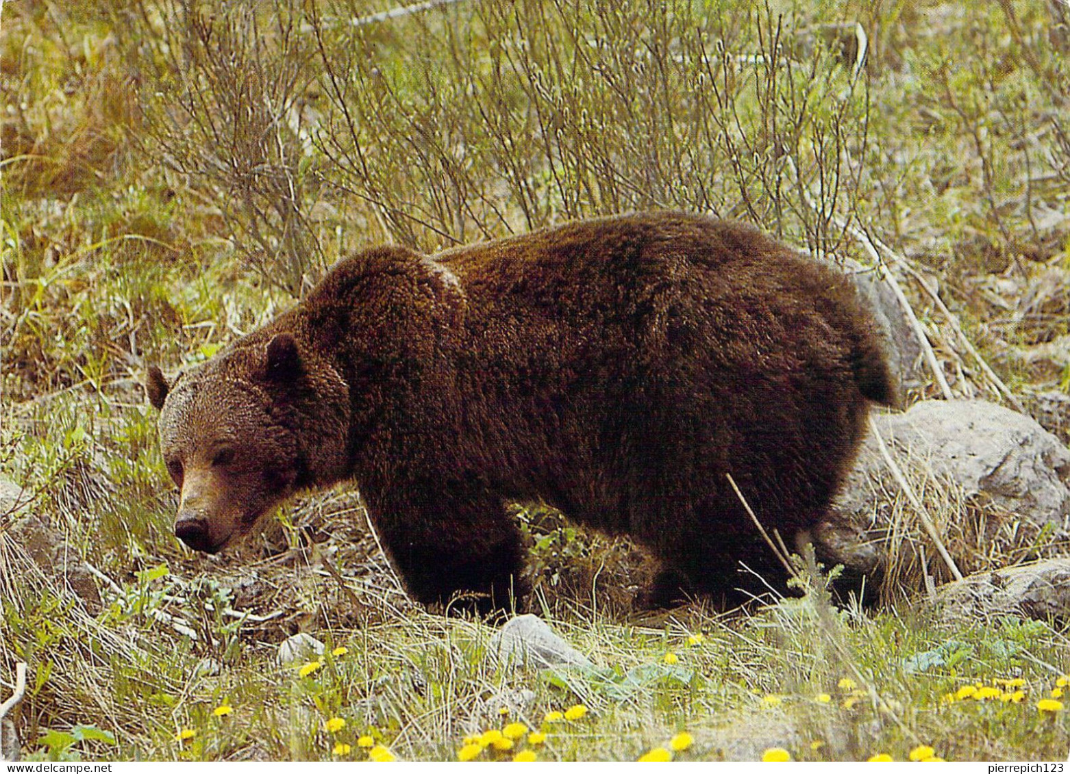 Banff - Park National Banff - Grizzly - Banff