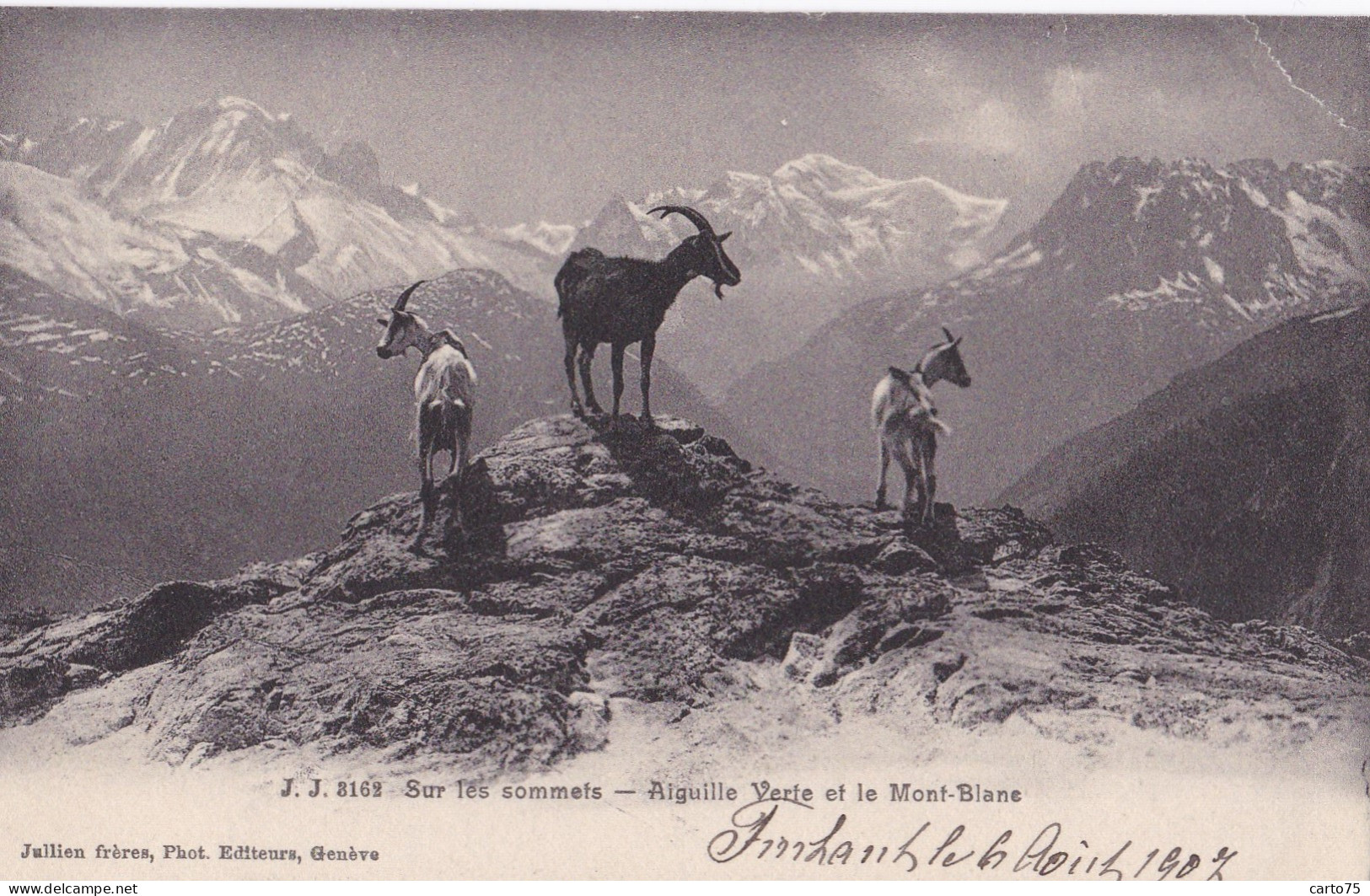 Suisse - Finhaut - Chèvres De Montagne - Expédiée 1907 Hôtel De La Croix Fédérale - Finhaut