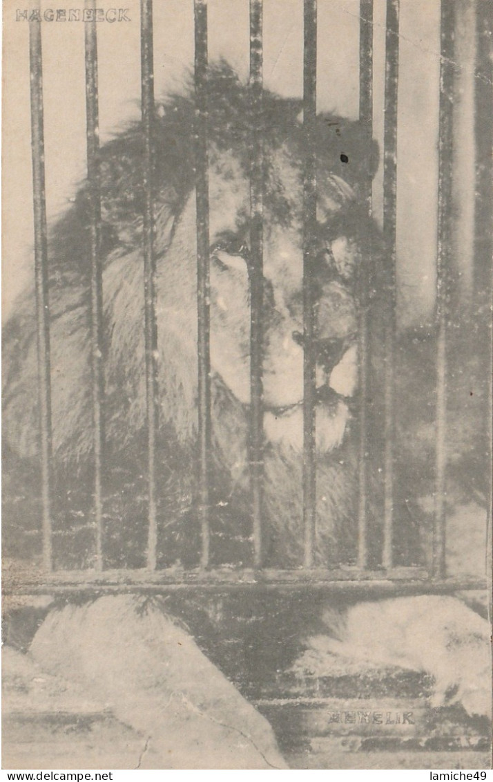 Carte Avec Un Lion MENELIK En Cage MAGENBECK Dans Un ZOO - Leones