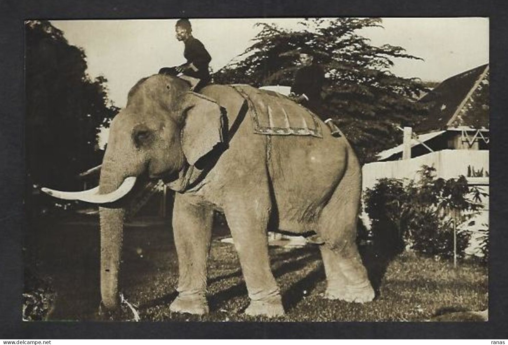 CPA Eléphant Indochine Carte Photo Non Circulé - Vietnam