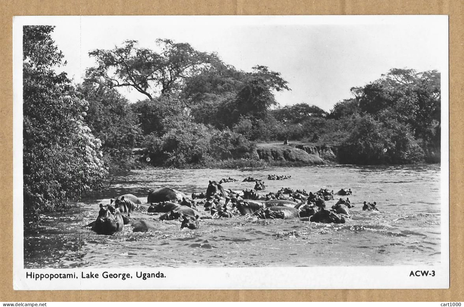 UGANDA HIPPOPOTAMI LAKE GEORGE N°G214 - Uganda