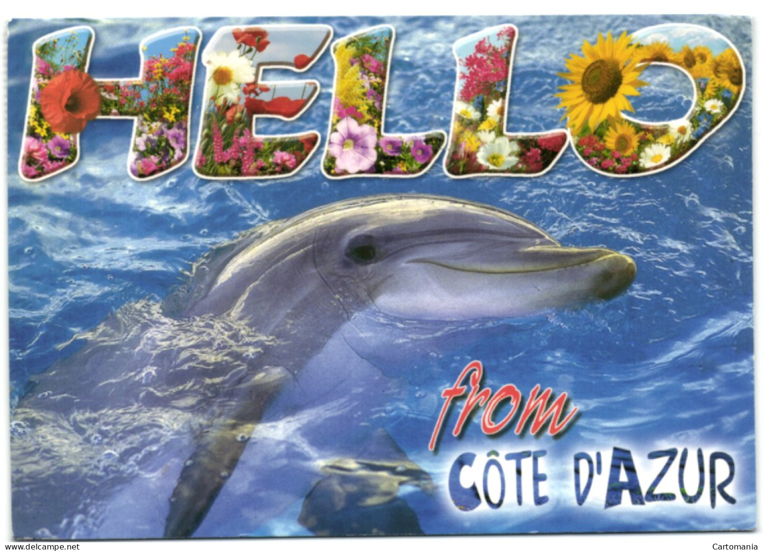 Hello From Côte D'Azur - Dauphin - Dolphins