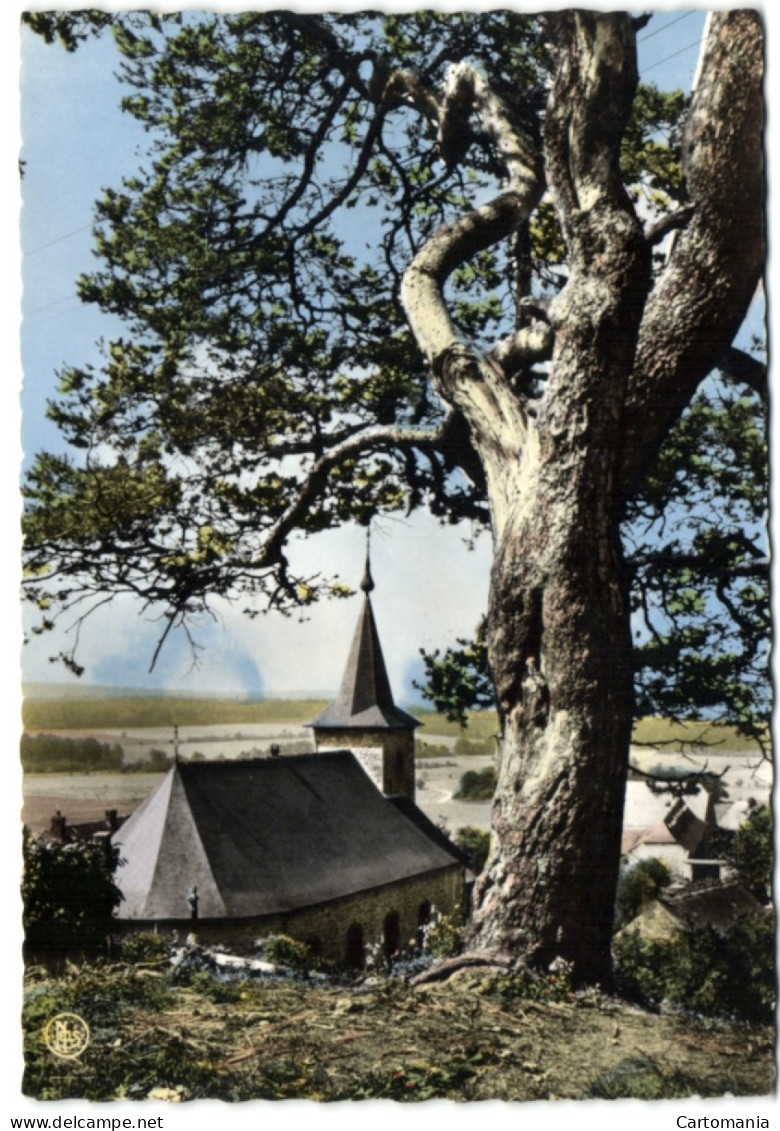 Environs De Marienbourg - Roly L'Eglise Et Le Vieux Pin - Philippeville