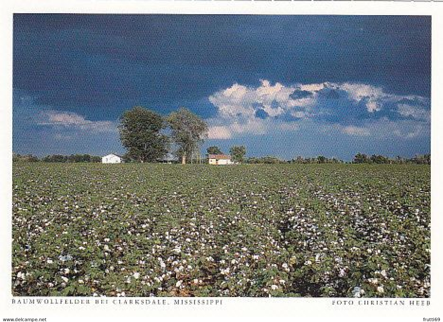 AK 172081 USA - Mississippi - Baumwollfelder Bei Clarksdale - Autres & Non Classés