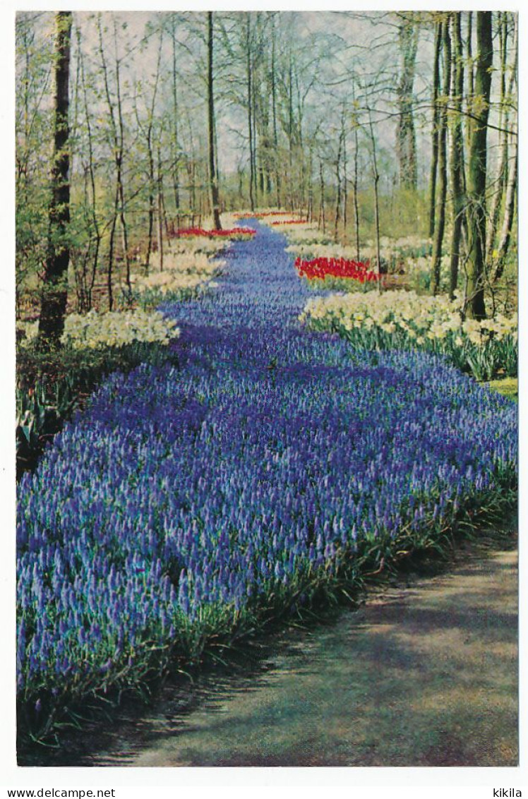 CPSM  / CPM 10.5 X 15 Pays Bas (48) Keukenhof  Lisse-Holland   Parc Floral De Keukenhof à LISSE - Lisse