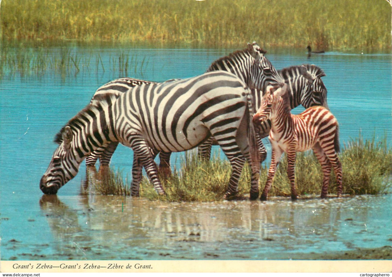 African Wildlife Grant's Zebra - Cebras