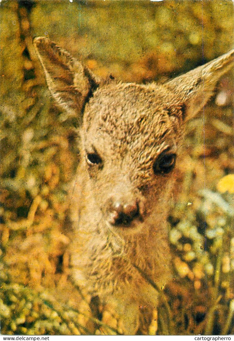 Wild Animals Fawn Baby Deer - Tijgers