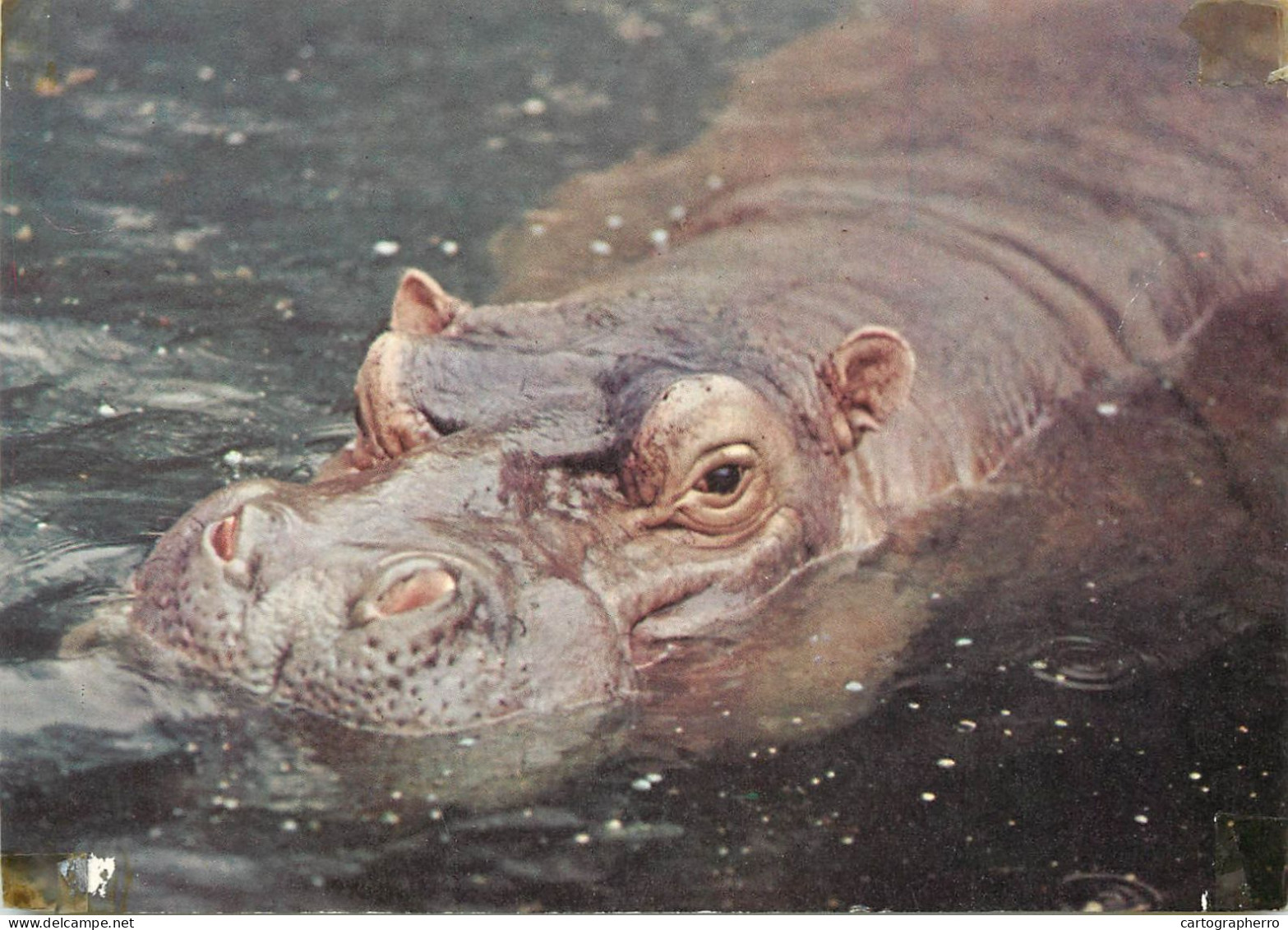 Hippopotamus Photo - Ippopotami