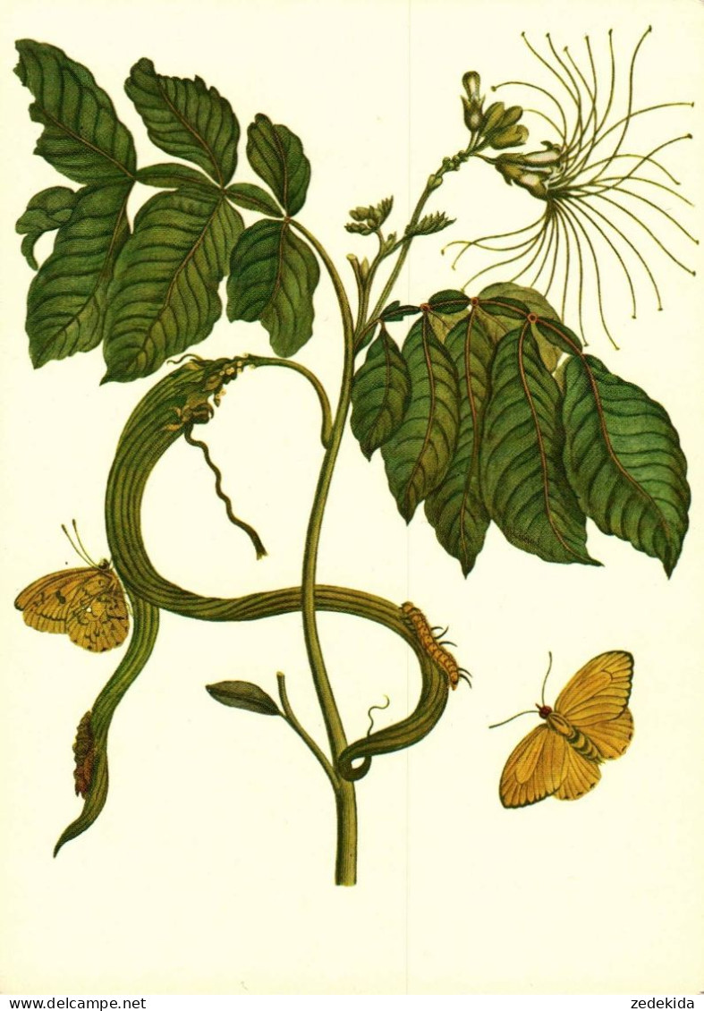 G5781 - TOP Maria Sibylla Merian Künstlerkarte - Nach Handkoloriert Kupferstich - Verlag Seemann DDR - Plantes Médicinales