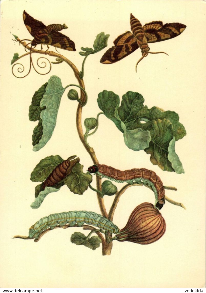 G5782 - TOP Maria Sibylla Merian Künstlerkarte - Nach Handkoloriert Kupferstich - Verlag Seemann DDR - Plantes Médicinales