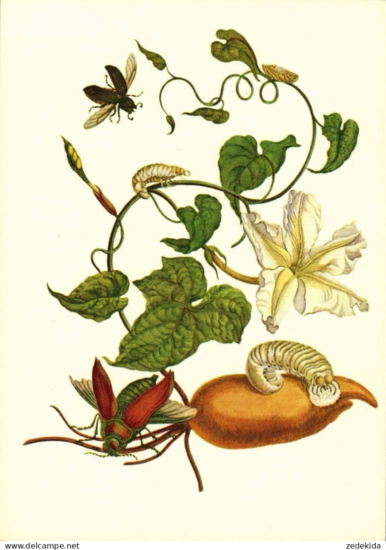 G5787 - TOP Maria Sibylla Merian Künstlerkarte - Nach Handkoloriert Kupferstich - Verlag Seemann DDR - Geneeskrachtige Planten