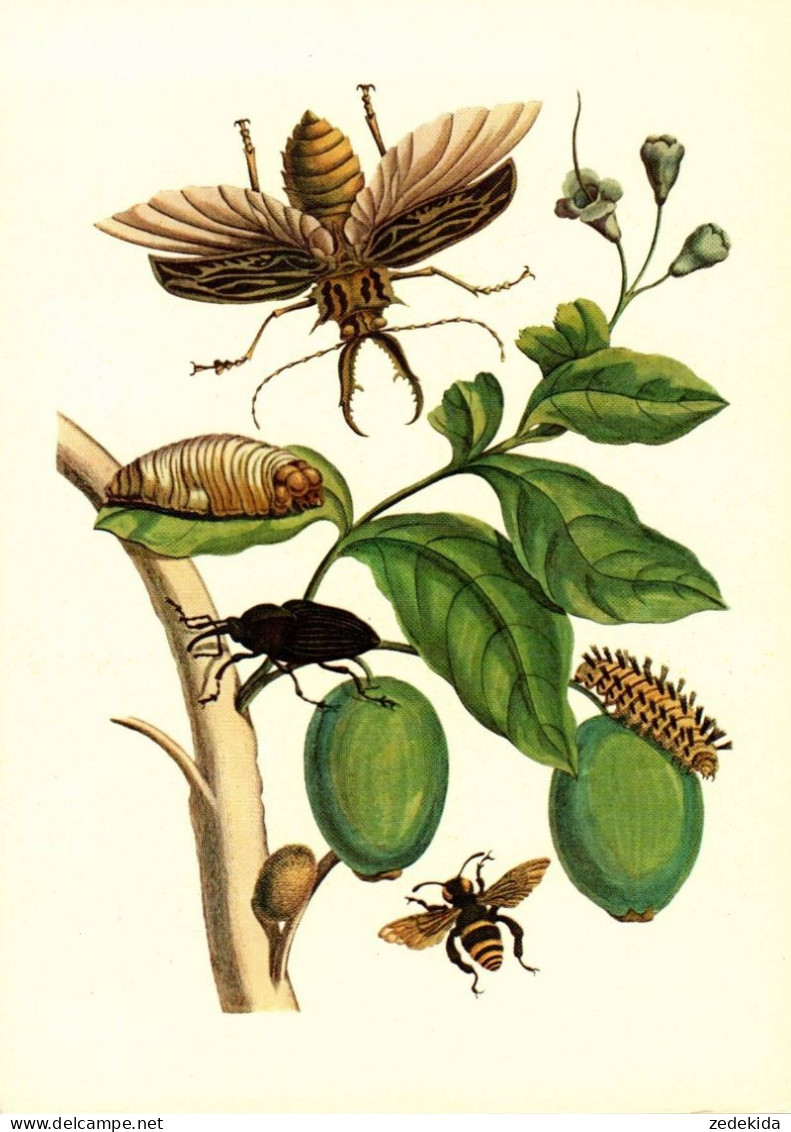 G5789 - TOP Maria Sibylla Merian Künstlerkarte - Nach Handkoloriert Kupferstich - Verlag Seemann DDR - Medicinal Plants