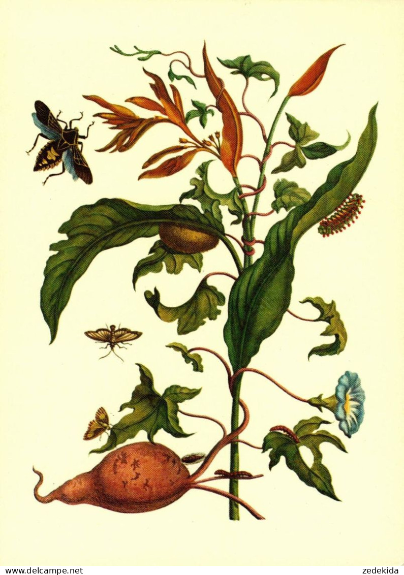 G5792 - TOP Maria Sibylla Merian Künstlerkarte - Nach Handkoloriert Kupferstich - Verlag Seemann DDR - Kartoffel - Plantes Médicinales