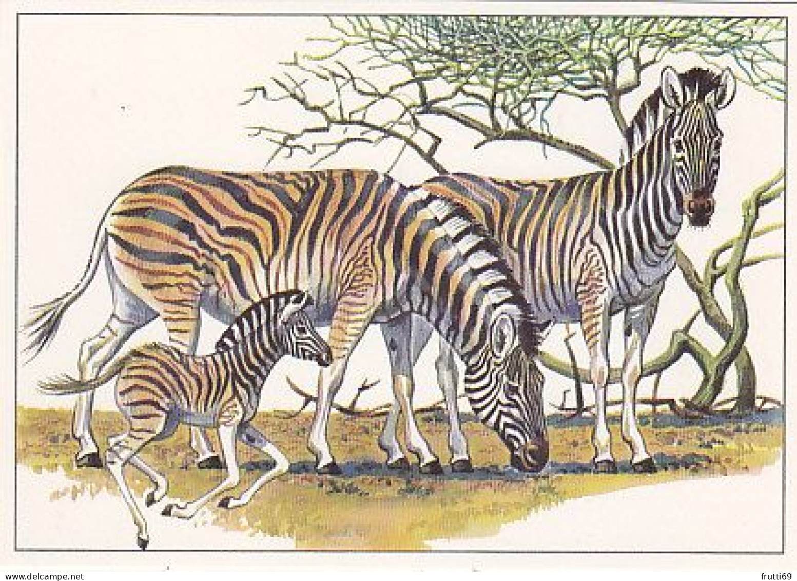 AK 172330 ZEBRA - Damarazebra - Zebras