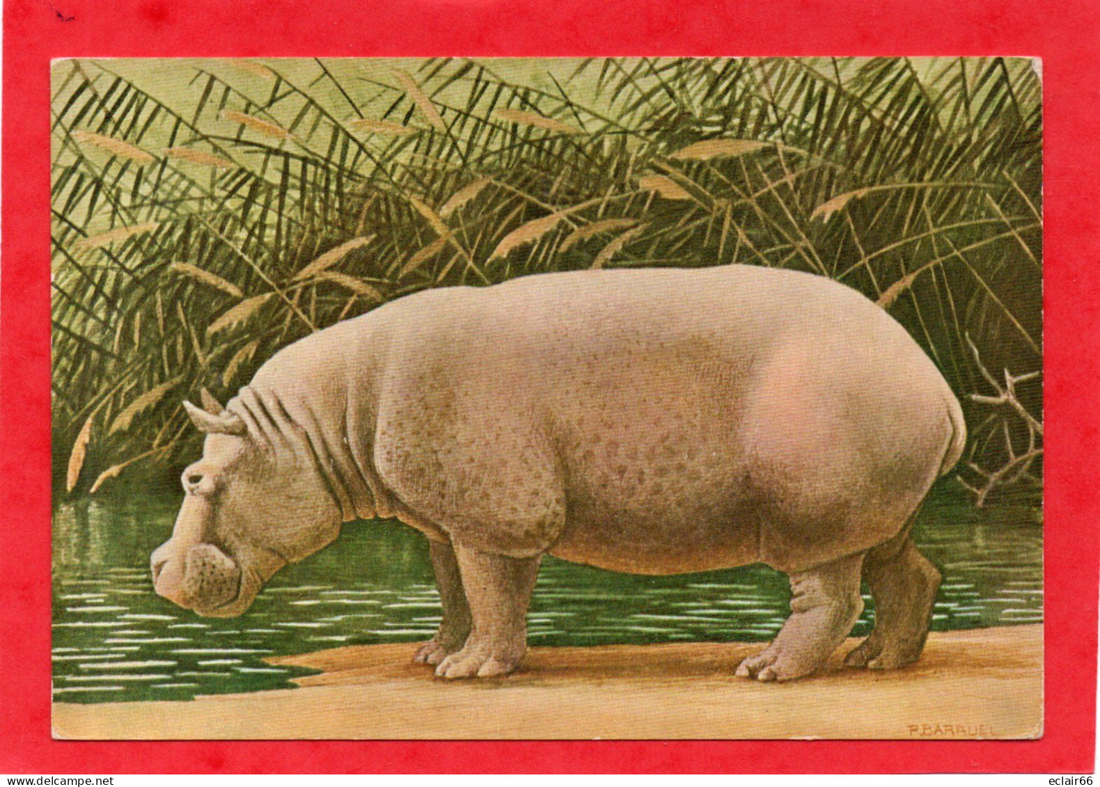 HIPPOPOTAME D'AFRIQUE TROPICALE MAMMIFERES :ONGULES CPM Grd Format Année 1950- ÉDITIONS, N. BOUBÉE ET CIE - - Flusspferde