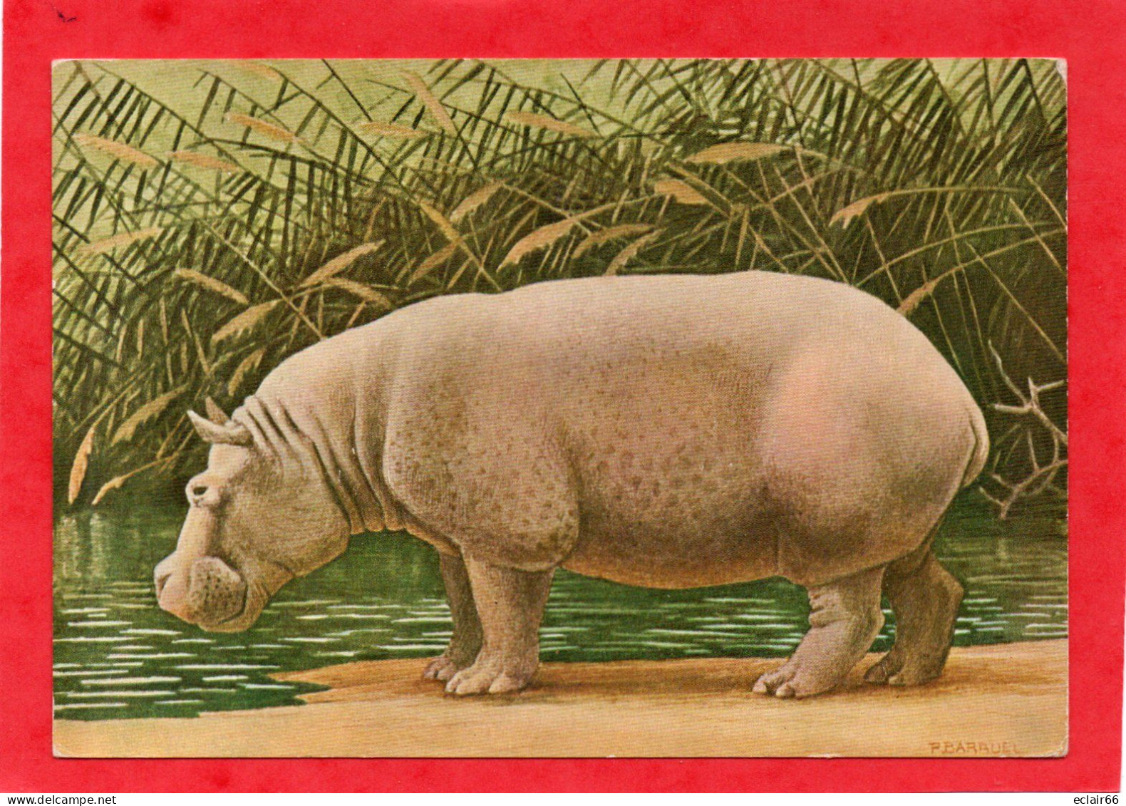 HIPPOPOTAME D'AFRIQUE TROPICALE MAMMIFERES :ONGULES CPM Grd Format Année 1950- ÉDITIONS, N. BOUBÉE ET CIE - - Hippopotames
