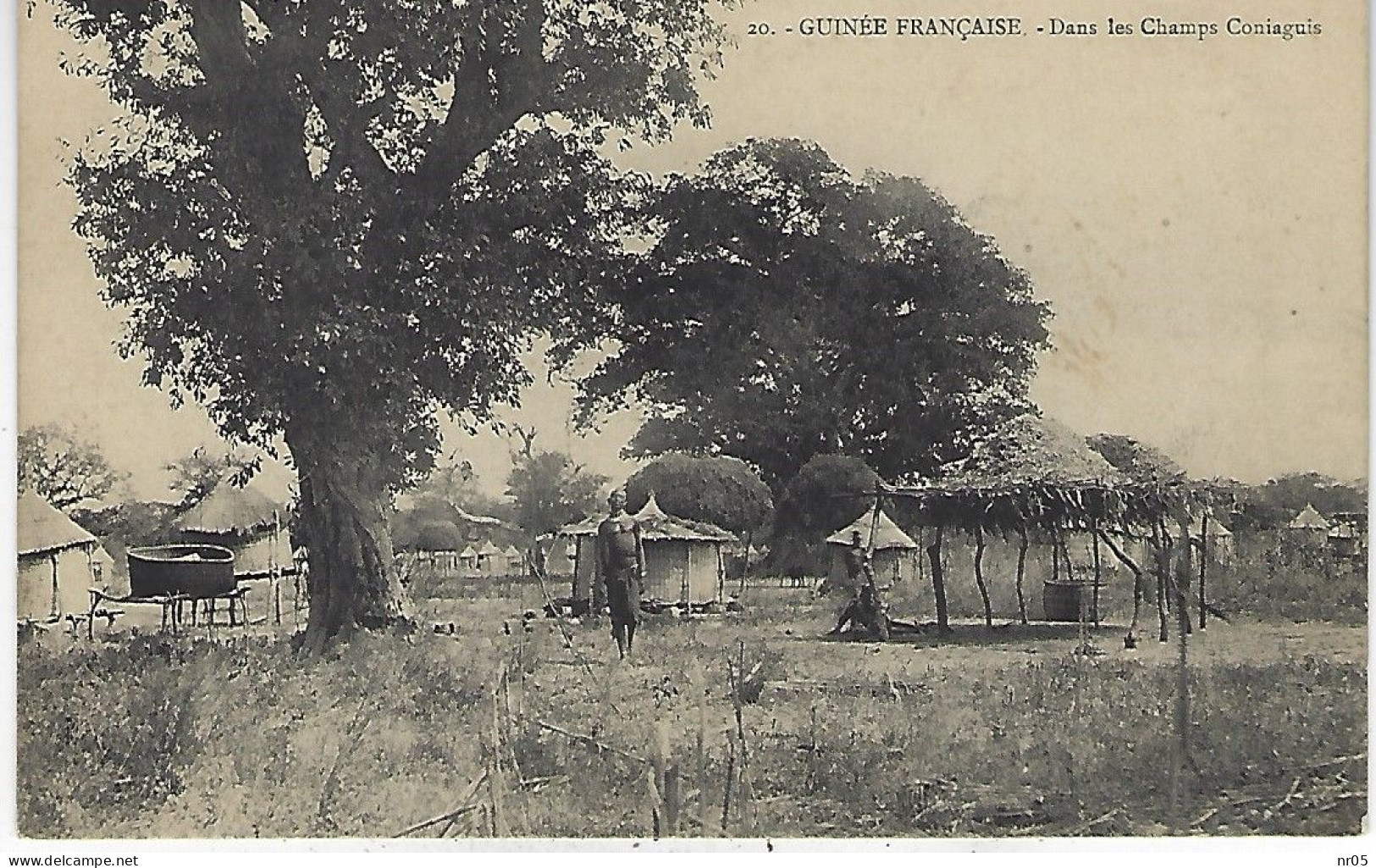GUINEE FRANCAISE ( Afrique  Occidentale - Ex Colonie Francaise ) - Dans Les Champs Coniaguis - Guinée Française