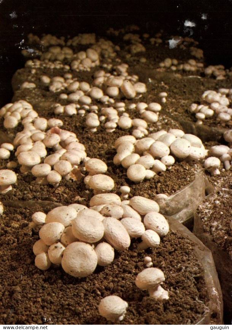 CPM - Musée Du CHAMPIGNON - Caves Louis BOUCHARD SAUMUR - Culture En Sacs - Photo A.Chudeau - Mushrooms