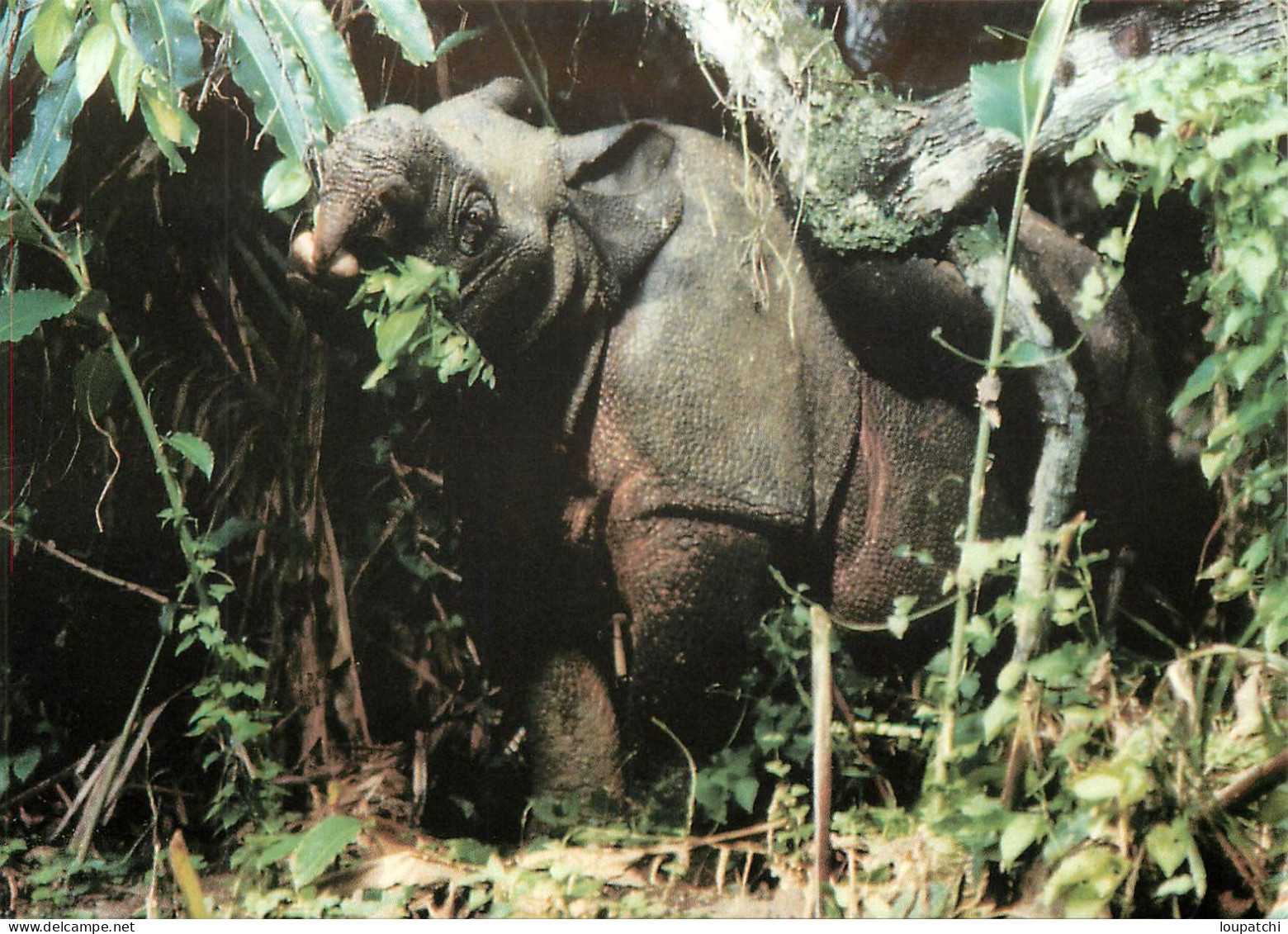 WWF RHINOCEROS DE JAVA - Rhinocéros