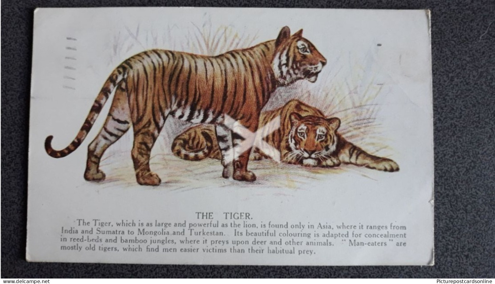 THE TIGER OLD COLOUR ART POSTCARD ANIMALS BY A.M. DAVIS & CO NATURAL HISTORY SERIES NO 556 - Tijgers