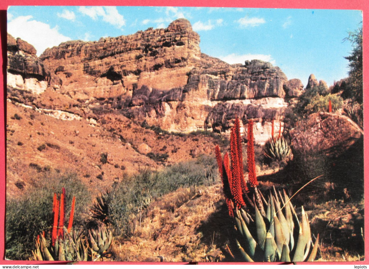 Lesotho - Afrique Du Sud - Basutoland - Fleurs Dans Les Rochers - Très Bon état - Lesotho