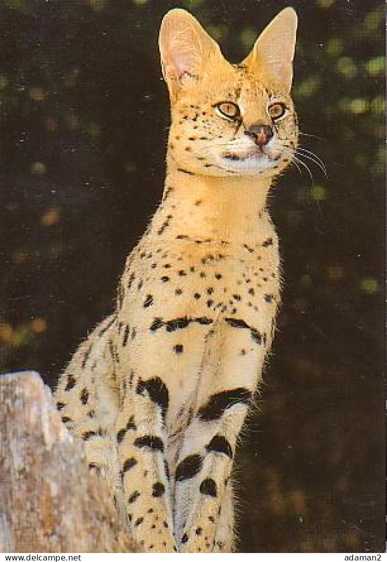 Pont Scorff   G1           Zoo De Pont Scorff. Serval - Pont Scorff