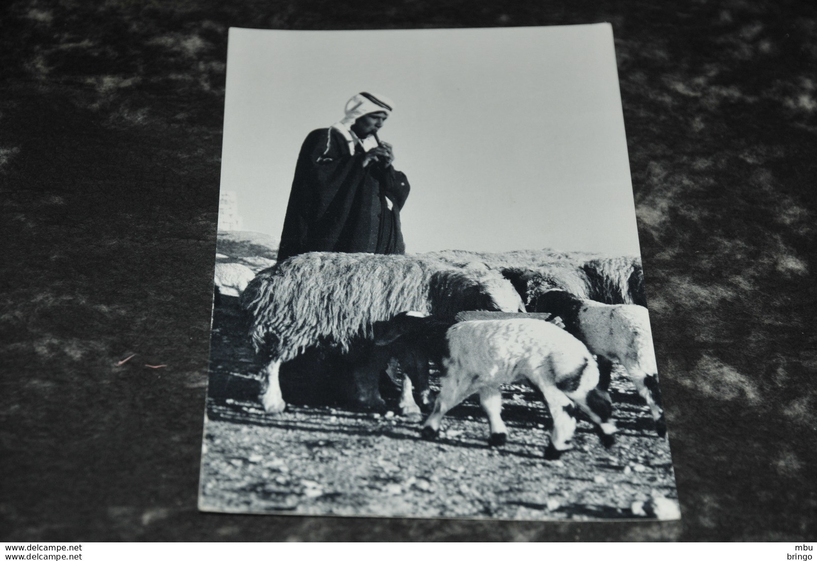 A3391- A Shepherd,  Jordan - Jordanie