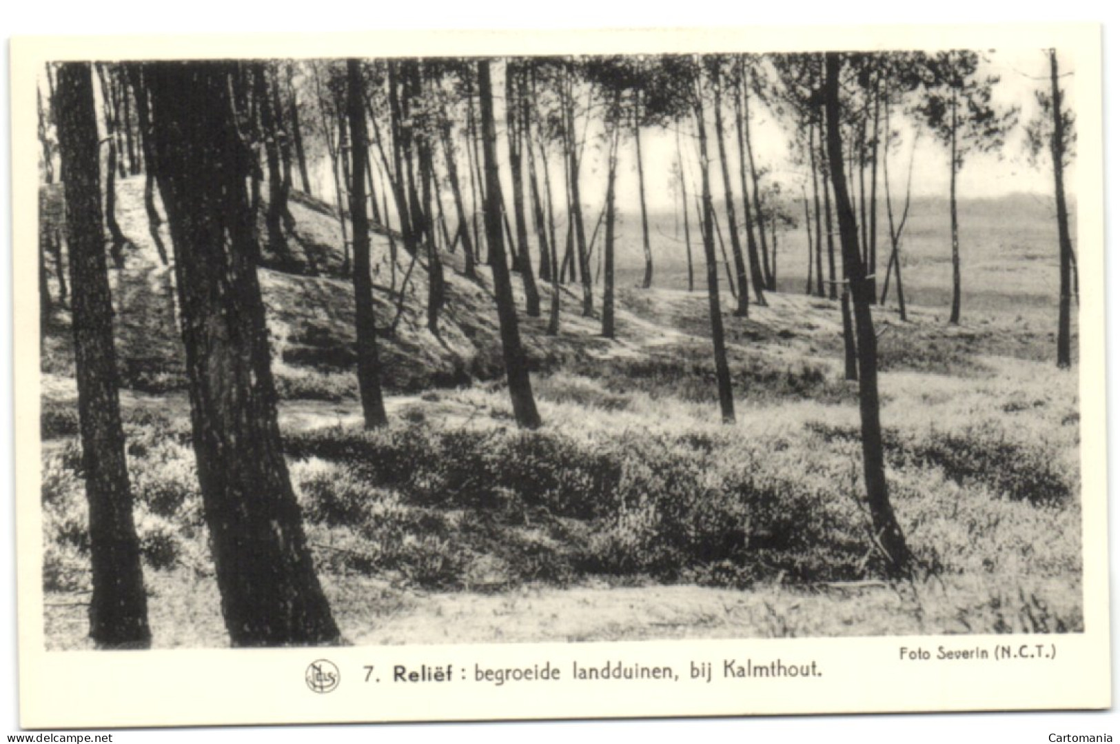 Reliëf - Begroeide Landduinen Bij Kalmthout - Kalmthout