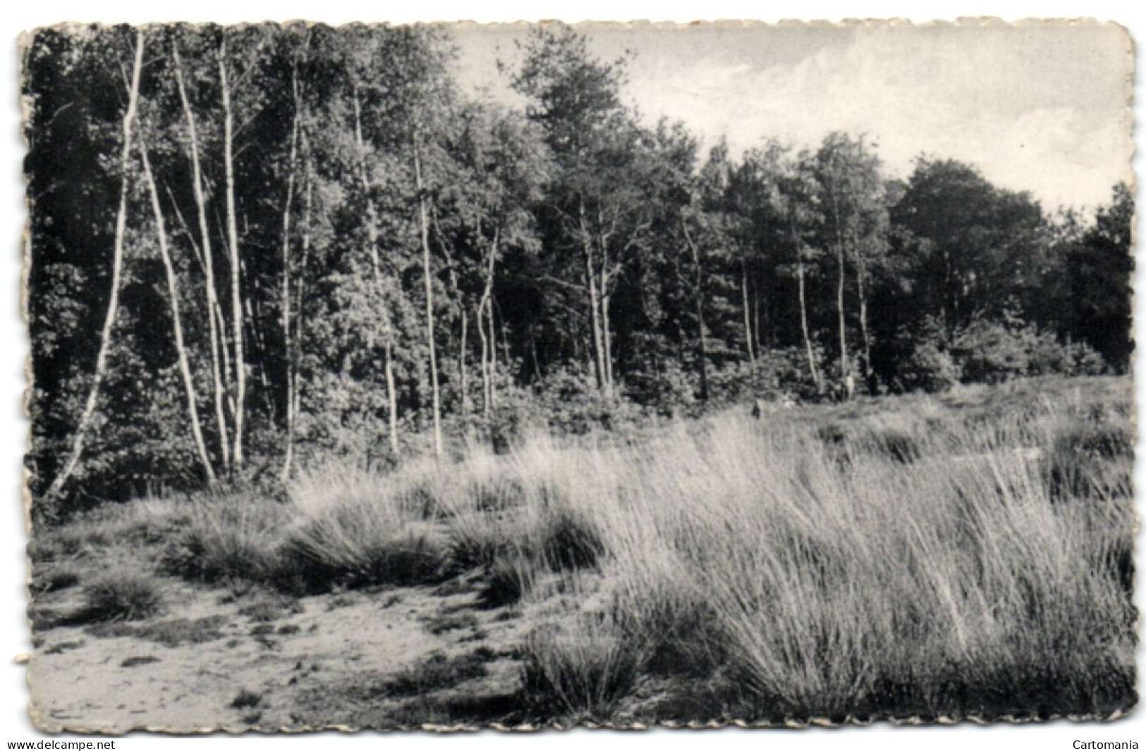 Zoersel - Boszicht Der Streke Zalphen - Zoersel