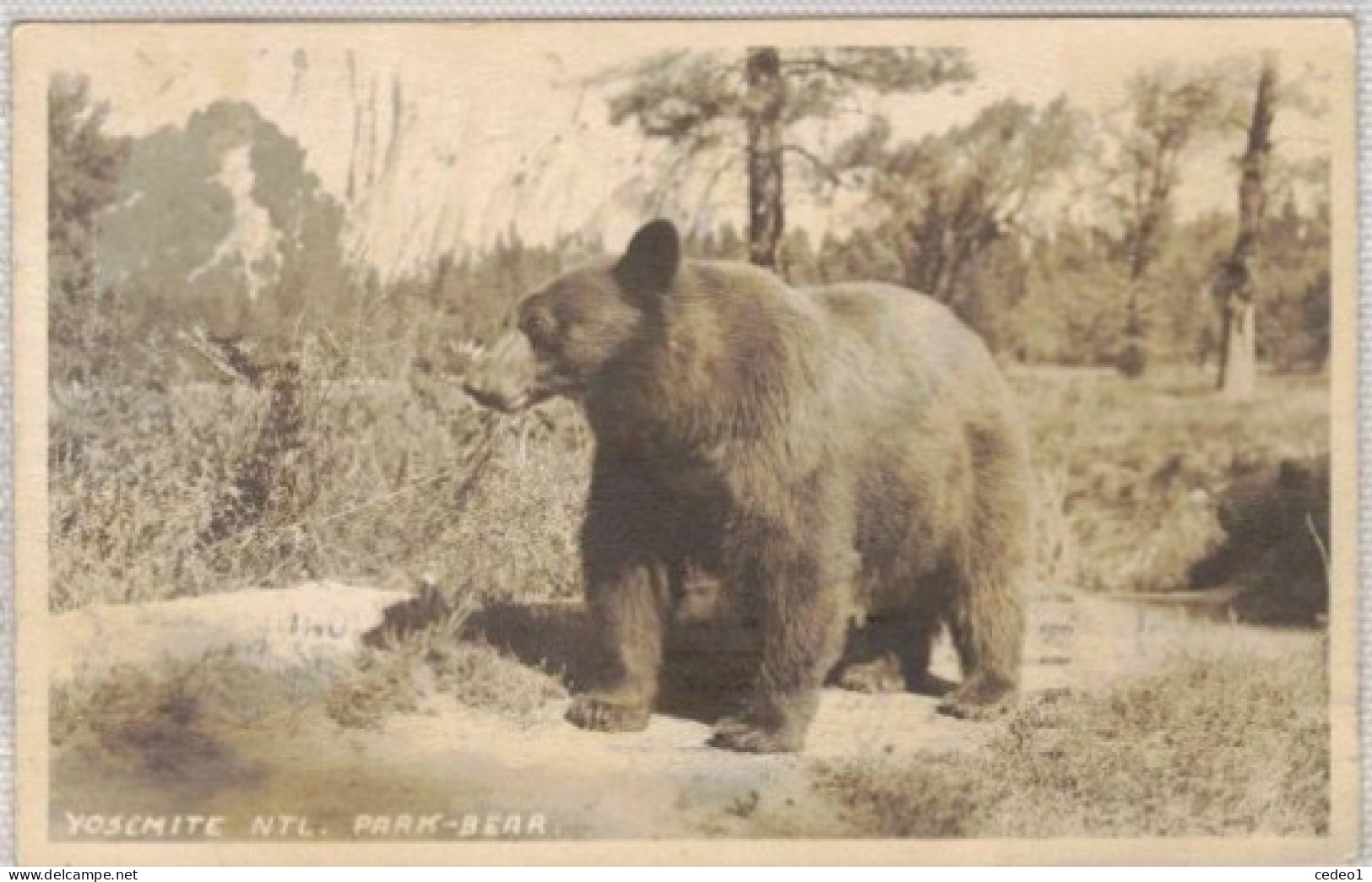 YOSEMITE   PARK BEAR  AVEC UN OURS  GRIZZLY   CACHET 1933 - Yosemite