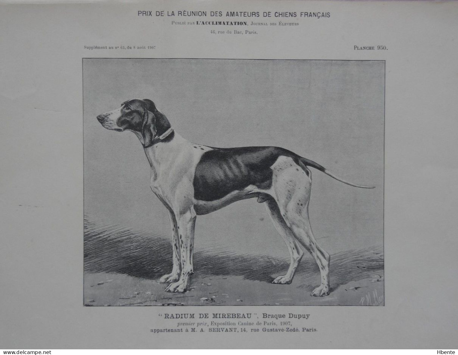 Radium De Mirebeau Braque Dupuy Dog (Photo) - Objetos