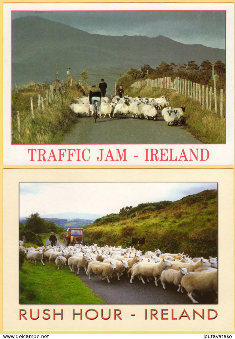 2 PCs - Rush Hour Traffic Jam Caused By Sheep - Irish Countryside - Ireland - Autres & Non Classés