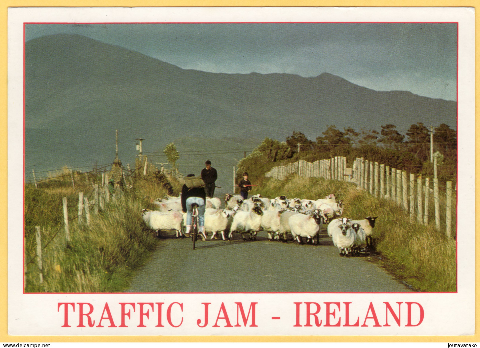 2 PCs - Rush Hour Traffic Jam Caused By Sheep - Irish Countryside - Ireland - Autres & Non Classés