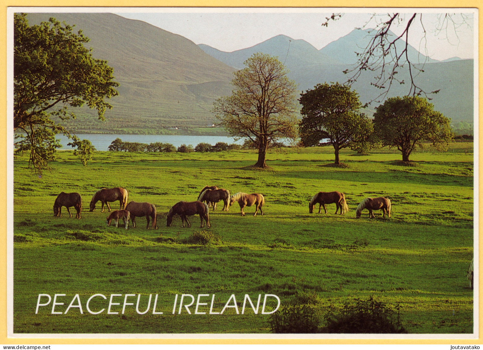 Horses On The Pasture In The Irish Countryside - Peaceful Ireland - Autres & Non Classés
