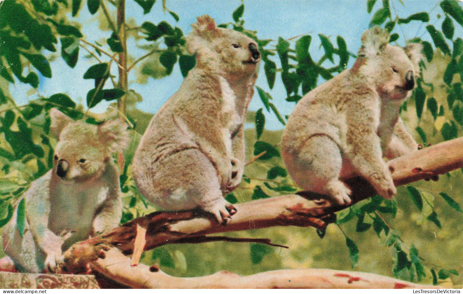 PHOTOGRAPHIE - Des Koalas Australiens - Colorisé - Carte Postale - Fotografie