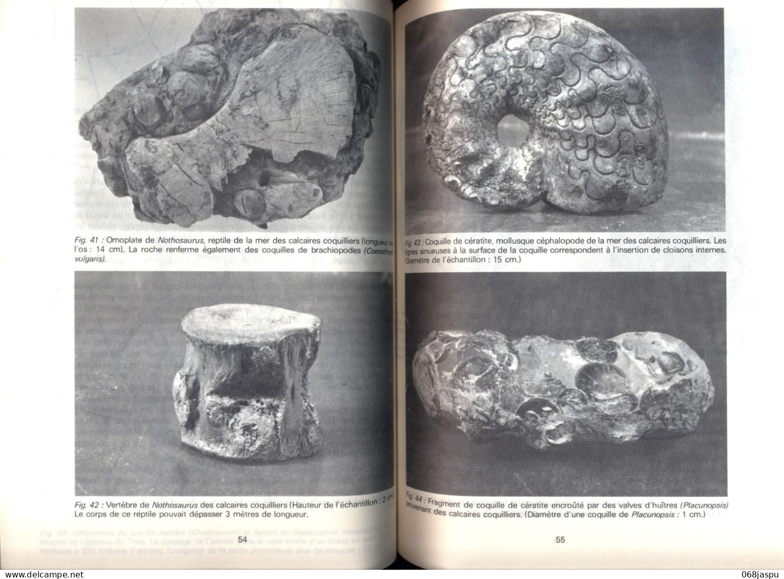 Revue Saison D'alsace  Numéro 72 Vosges Et Alsace à Travers Les âges Géologiques Coquillage - Alsace