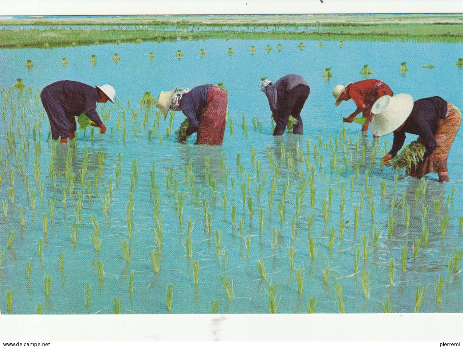 THAILANDE   Cultivation Of The Rice - Thaïlande