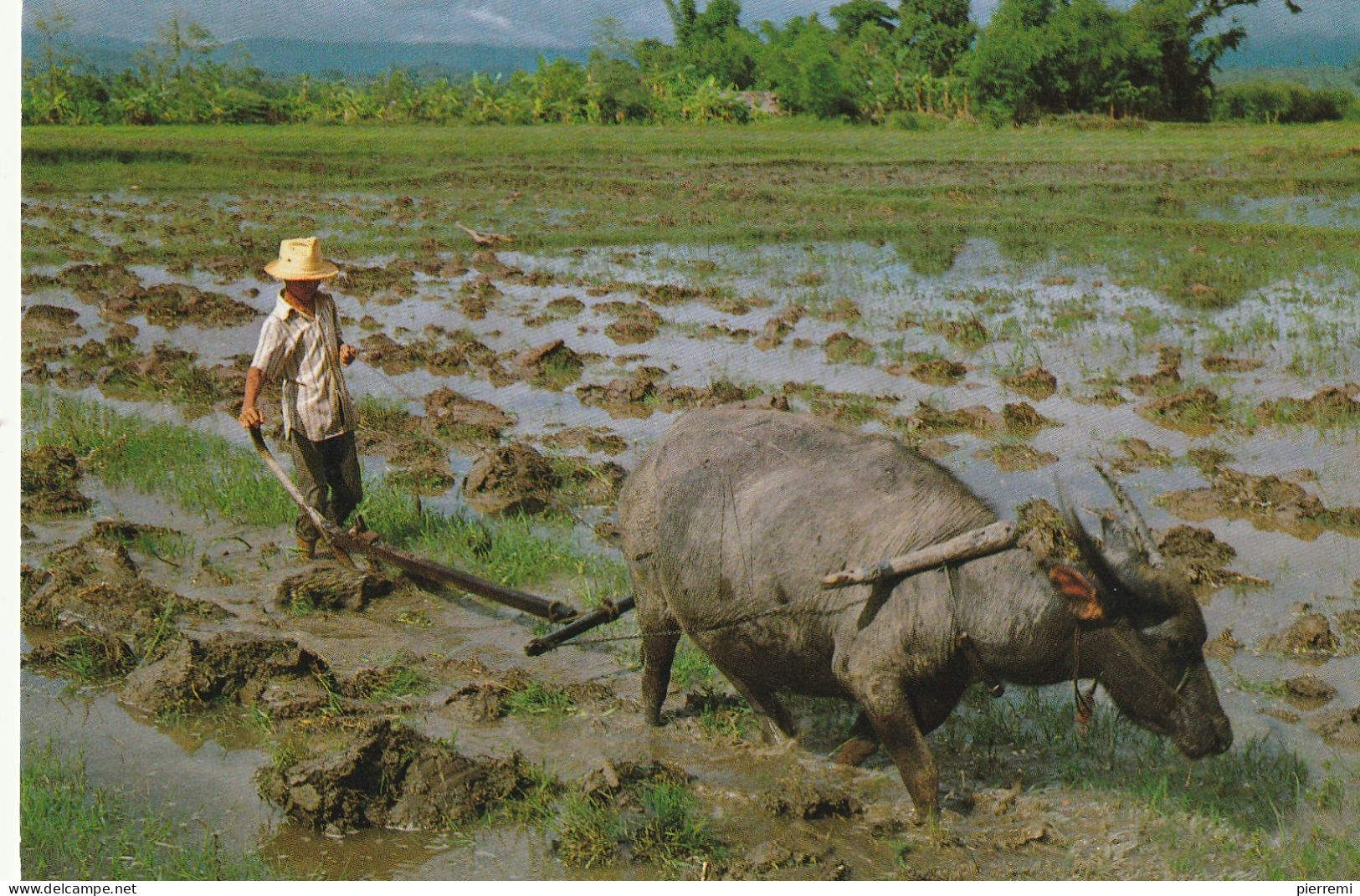 THAILANDE  A Farmer - Thaïlande