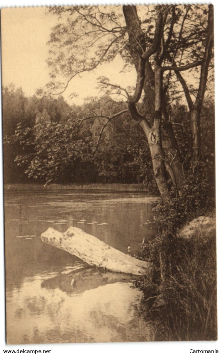 Forêt De Soignes - Coin D'étang Au Rouge-Cloître - Oudergem - Auderghem