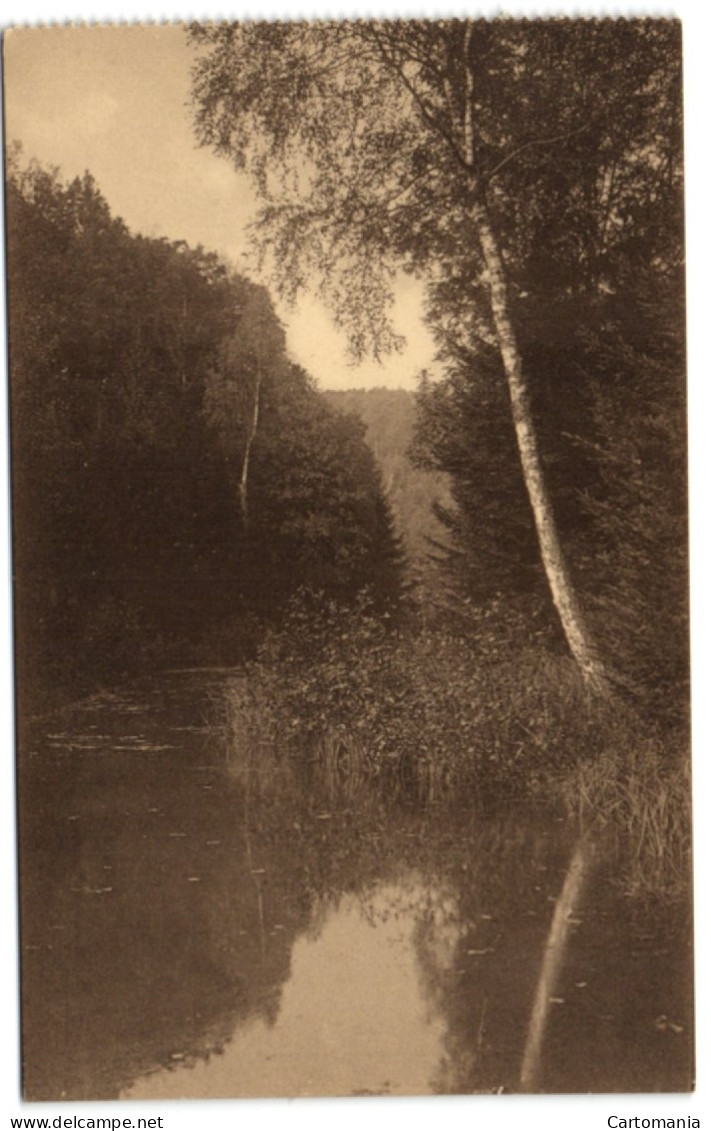 Forêt De Soignes - Groenendael - Etang Du Hazedael - Hoeilaart