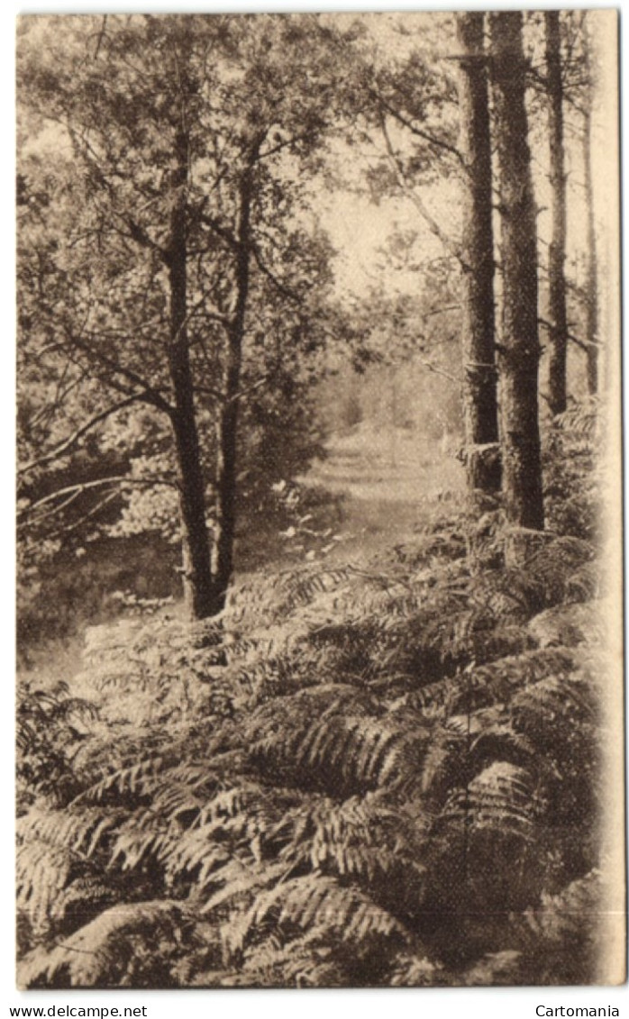 Ligue Des Amis De La Forêt De Soignes - Vallon Des Petites-Flosses - Oudergem - Auderghem