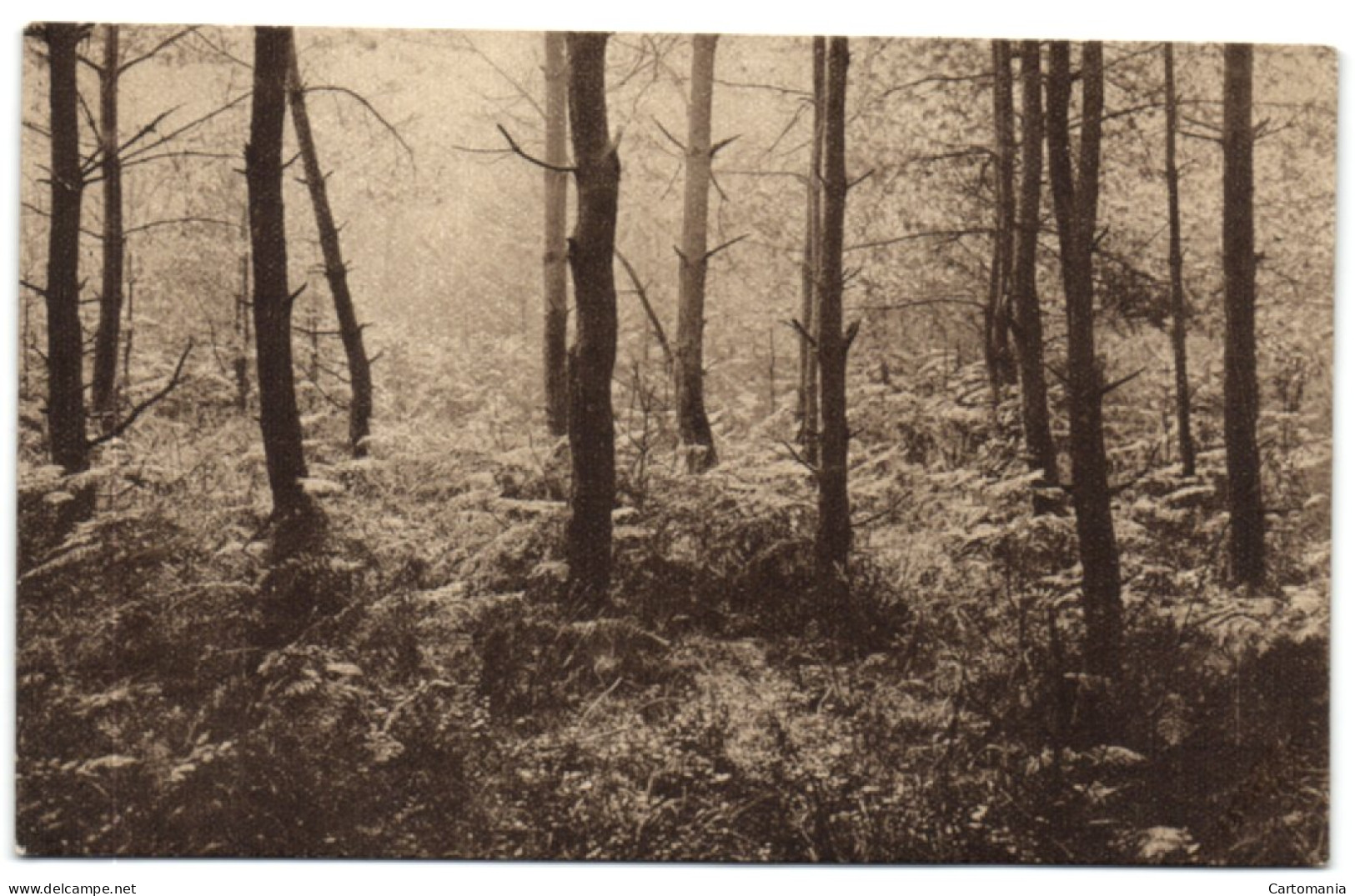 Ligue Des Amis De La Forêt De Soignes - Pineraie - Rouge-Cloître - Oudergem - Auderghem