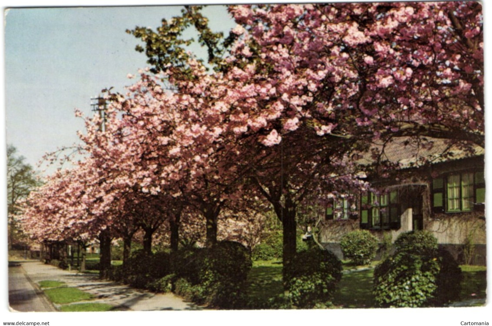 Boitsfort - Le Logis - Cerisiers En Fleurs - Watermael-Boitsfort - Watermaal-Bosvoorde